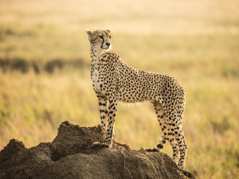 The Grand Tanzania Safari — safari photograph