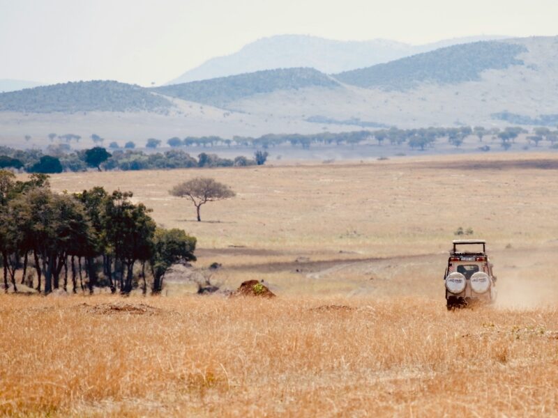 7-Day Kenya Safari — safari photograph