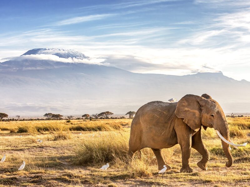 15-Day Kenya Safari and Beach — safari photograph