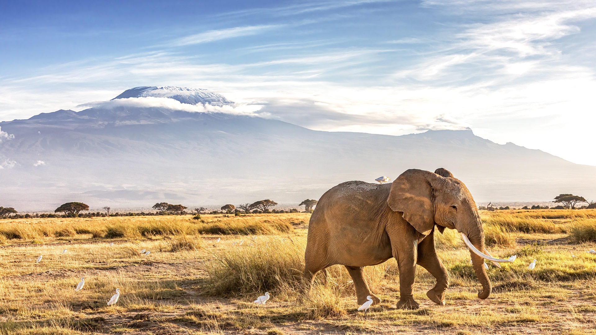 Amboseli & Kilimanjaro