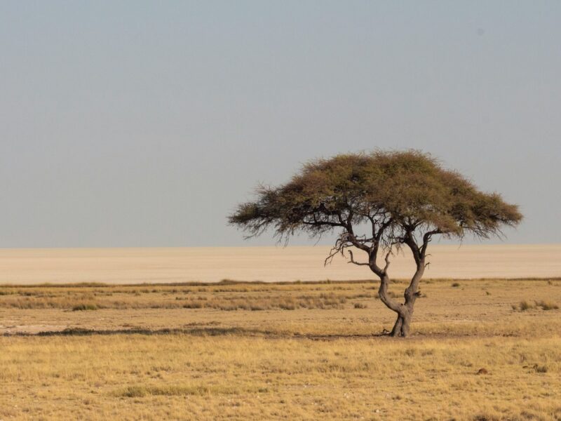 7-Day Kenya Safari — safari photograph
