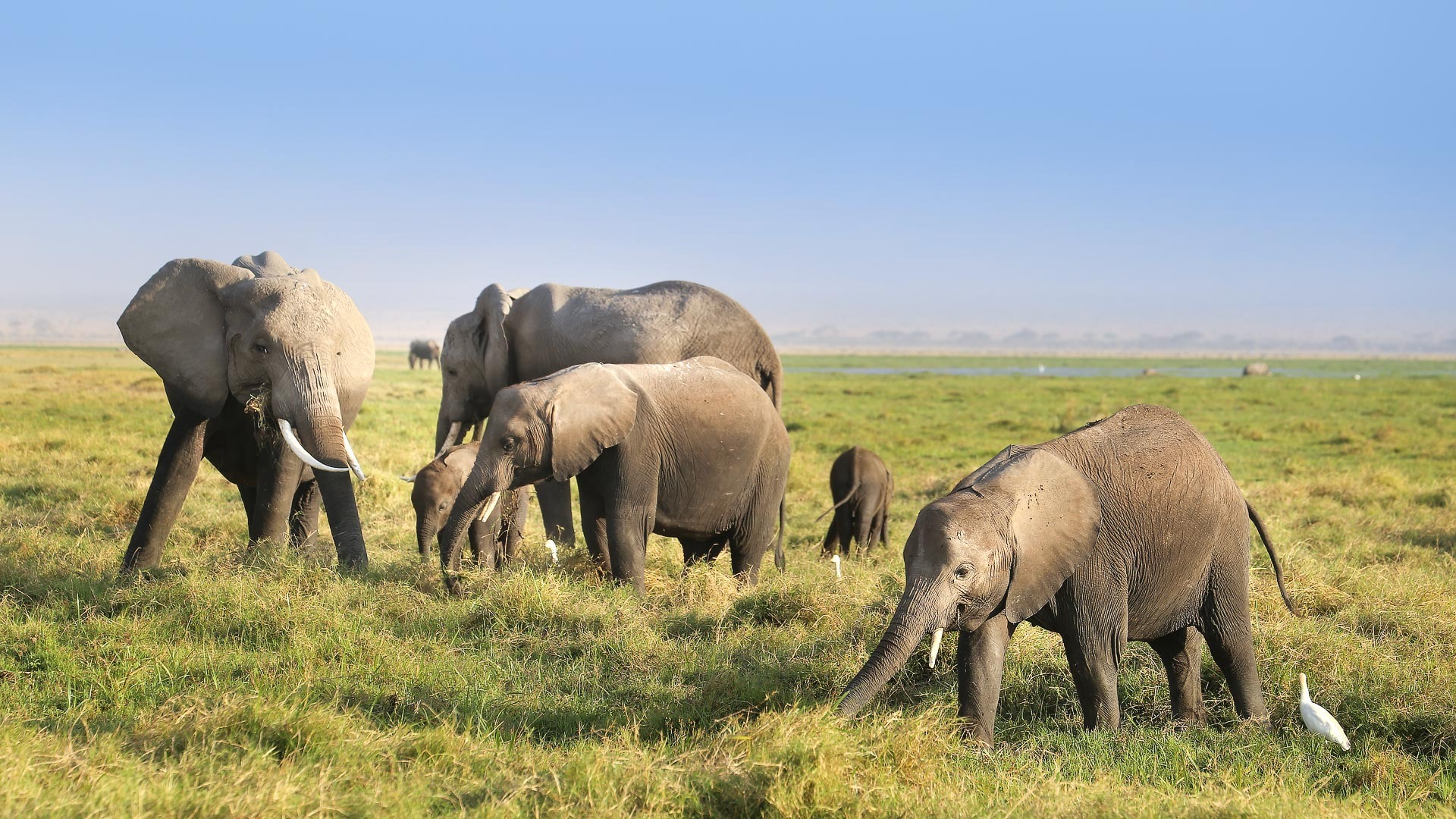 Amboseli Elephant Watching