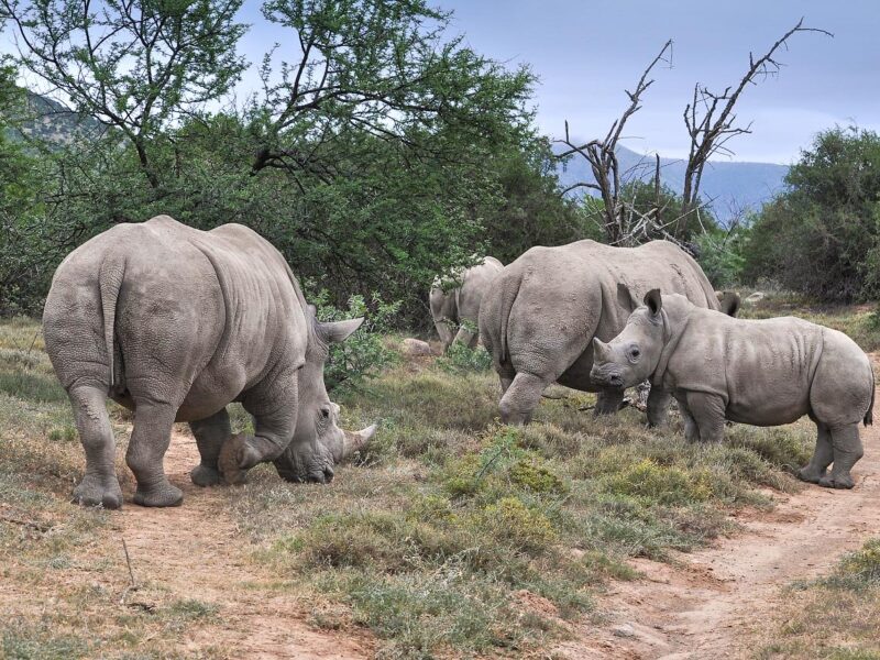 The Essence of Kenya — A 7-Day Luxury Safari — safari photograph