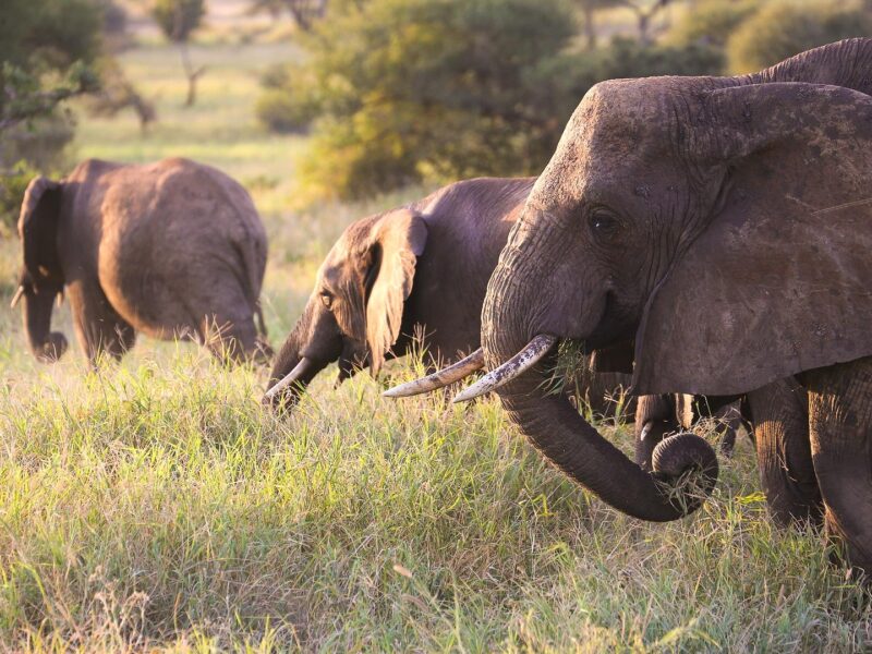 10-Day Kenya Safari