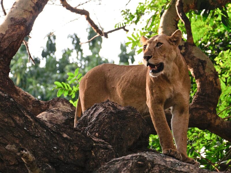 10-Day Kenya Safari — safari photograph
