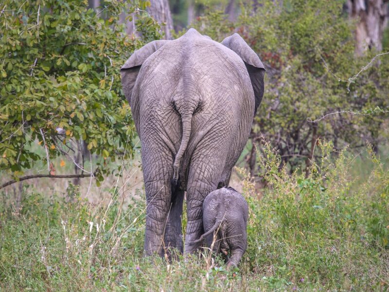 The Essence of Kenya — A 7-Day Luxury Safari — safari photograph