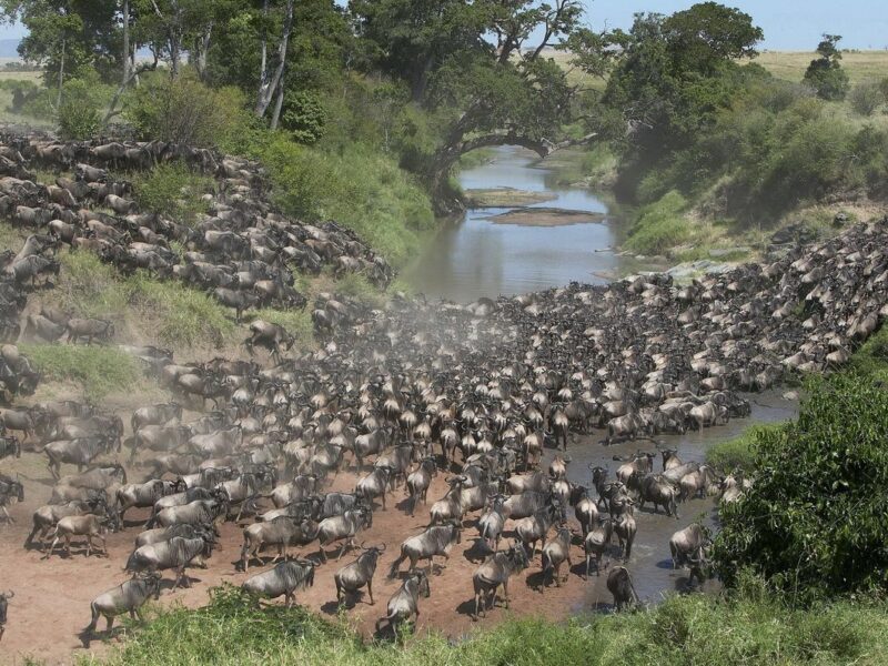 10-Day Kenya Safari — safari photograph