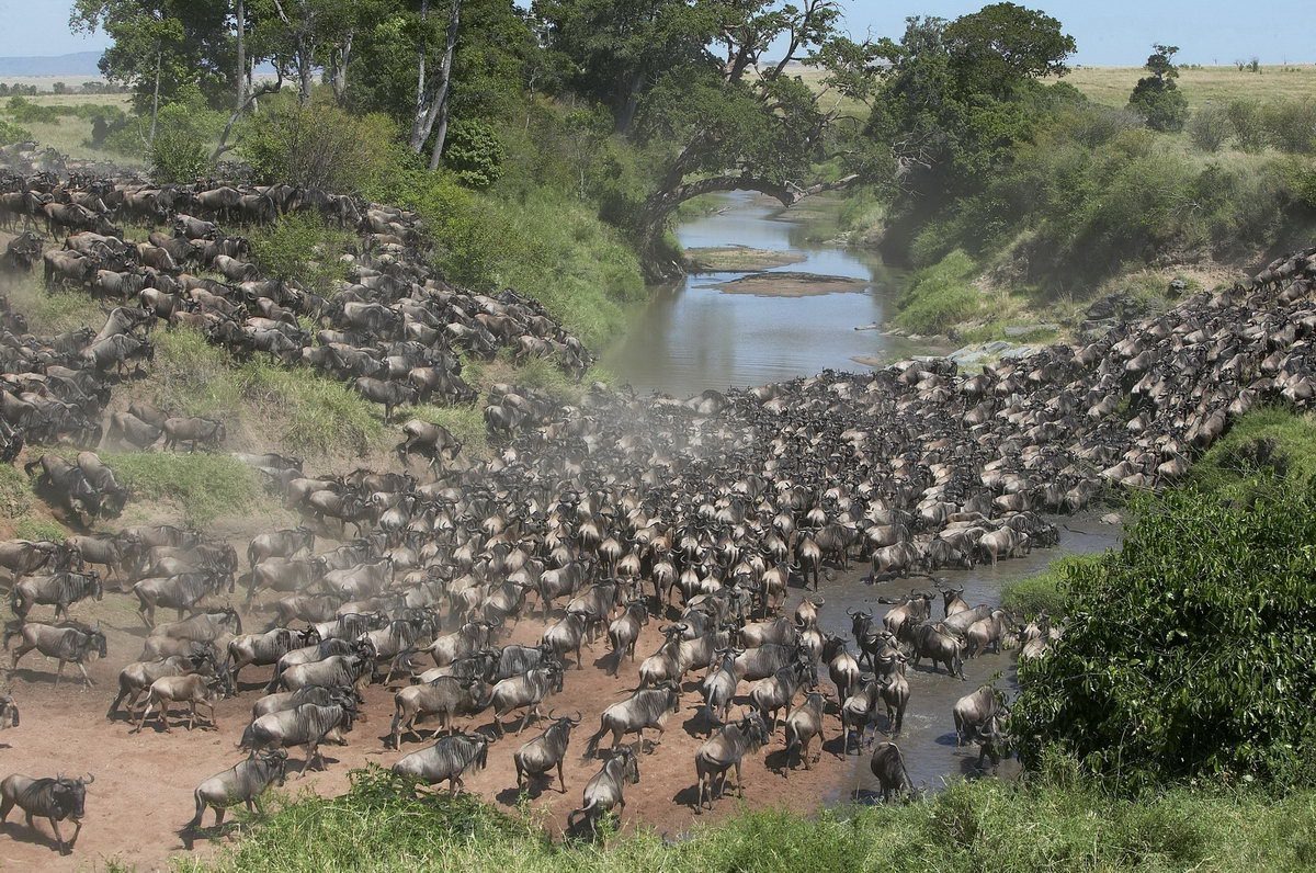 The Great Migration