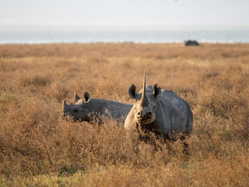 The Grand Tanzania Safari — safari photograph
