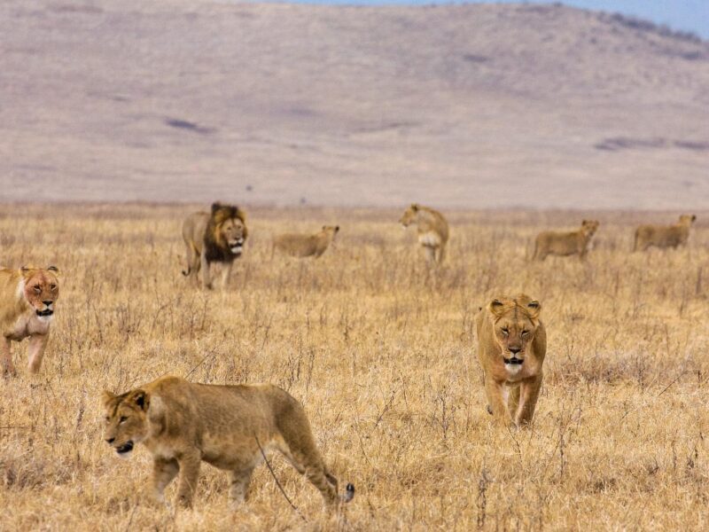 The Grand Tanzania Safari — safari photograph