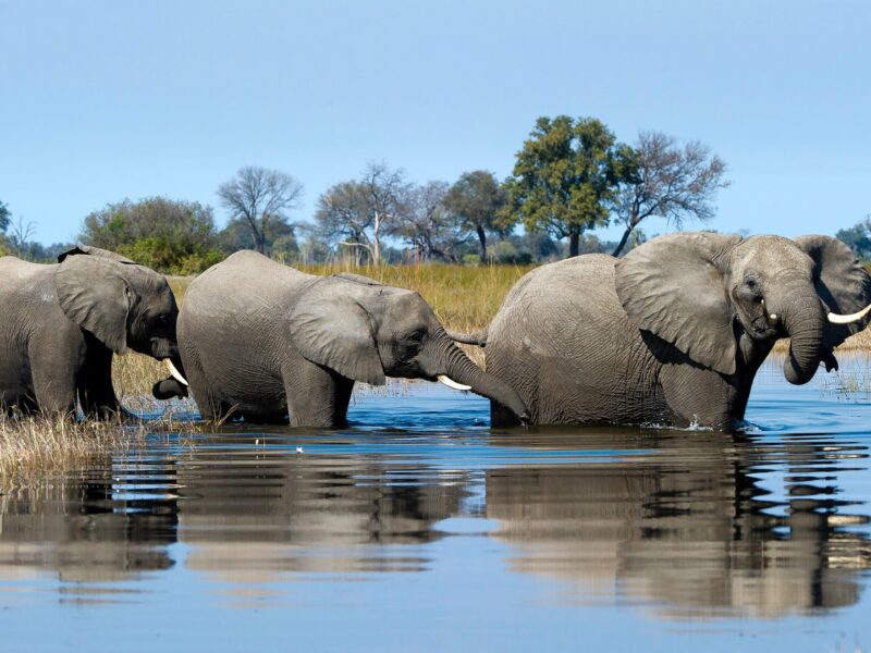 Wildlife & Big Five in Kenya and Tanzania