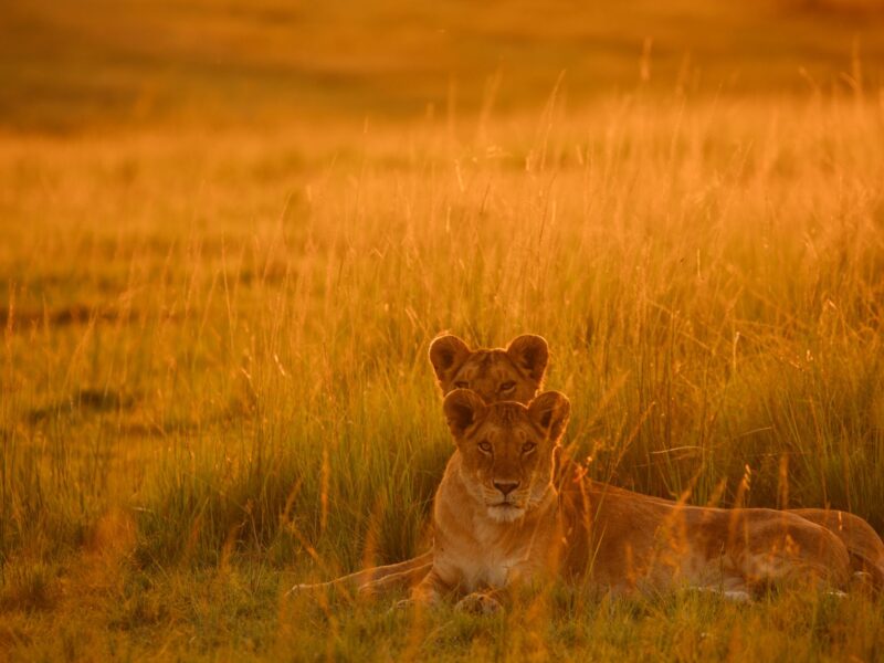 The Essence of Kenya — A 7-Day Luxury Safari — safari photograph
