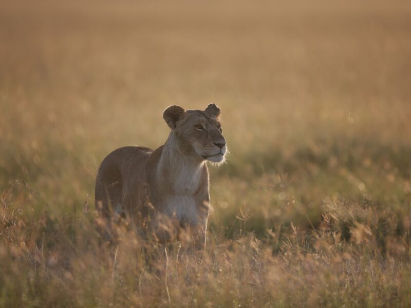 The Essence of Kenya — A 7-Day Luxury Safari — safari photograph