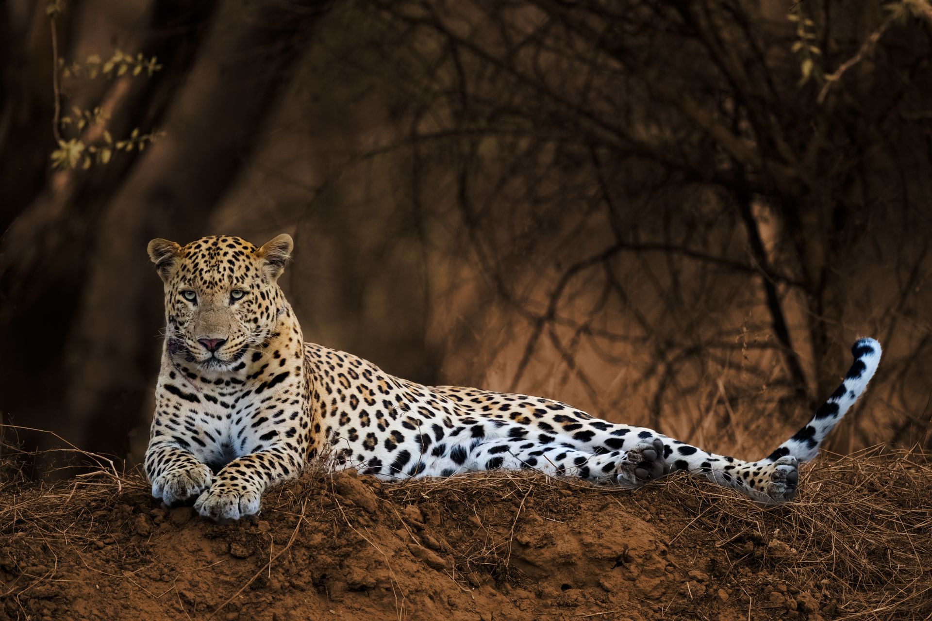 Kenya — Wildlife & Big Five