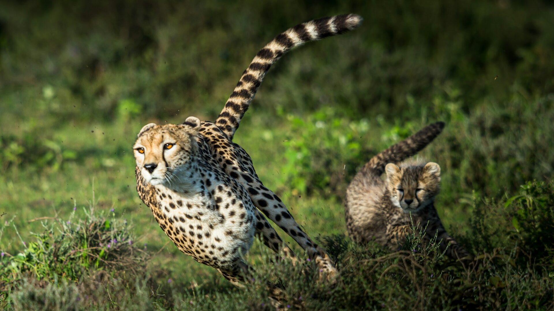 7-Day Kenya Safari