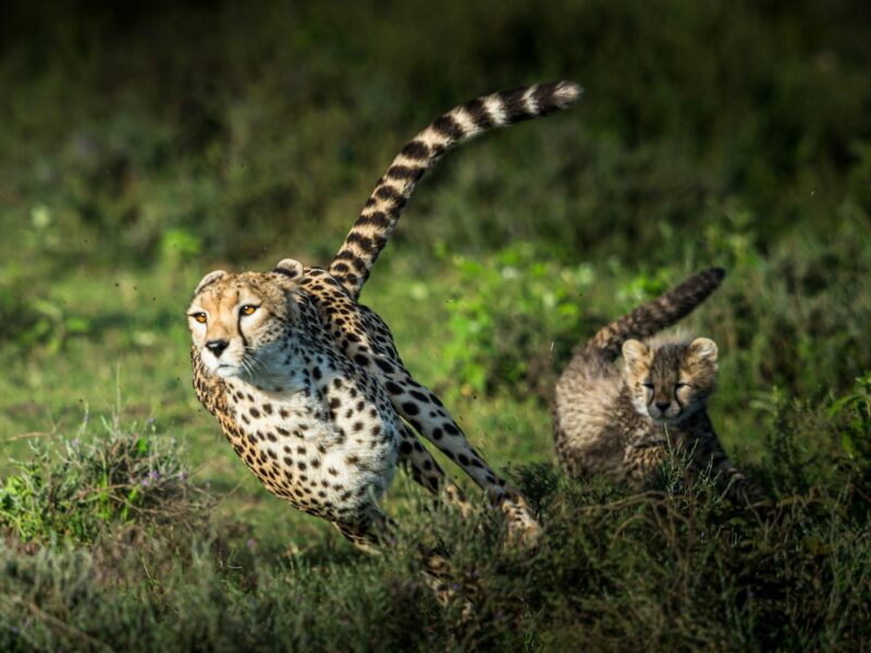 7-Day Kenya Safari