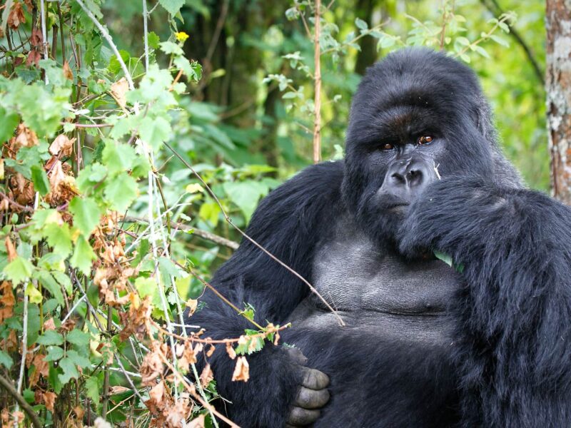 Rwanda Gorilla Trekking & Culture Safari — safari photograph