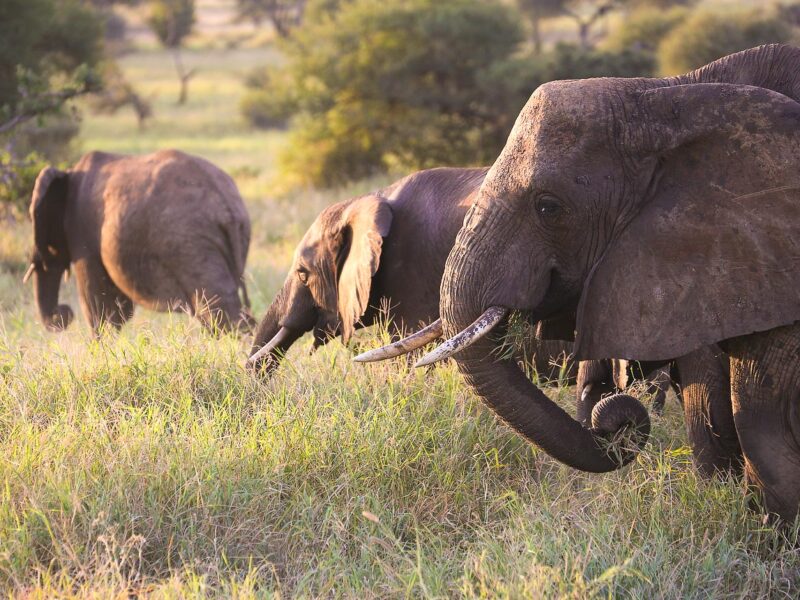 The Classic 7-day Tanzania Safari — safari photograph