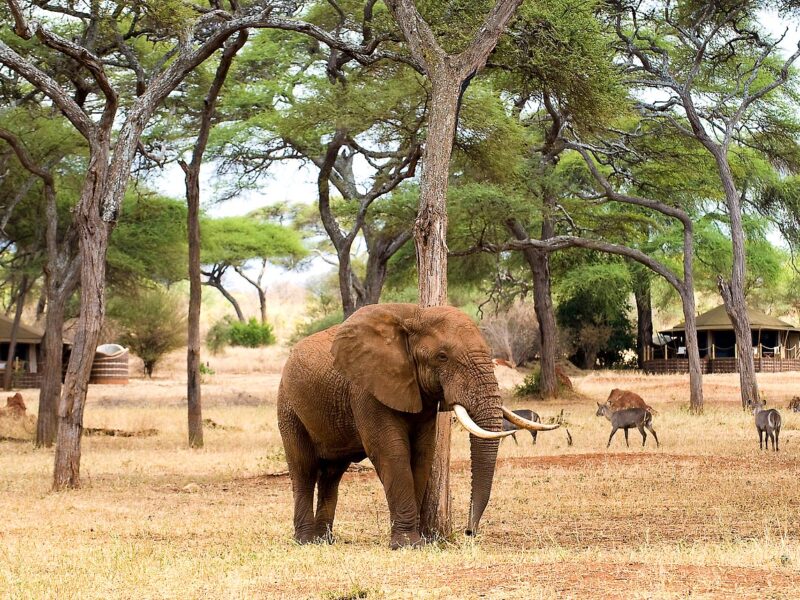The Classic 7-day Tanzania Safari — safari photograph