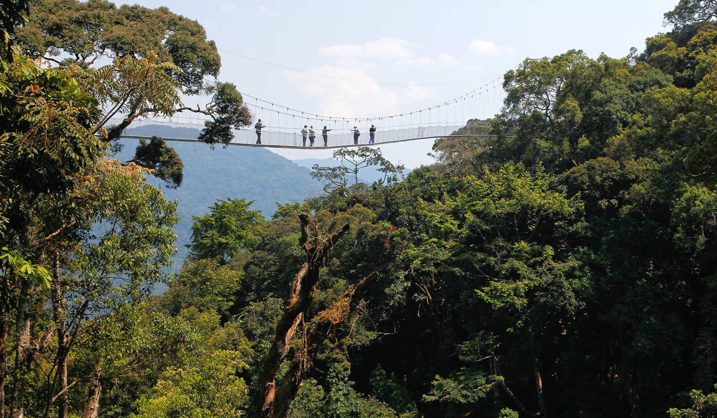 Nyungwe Canopy Walk