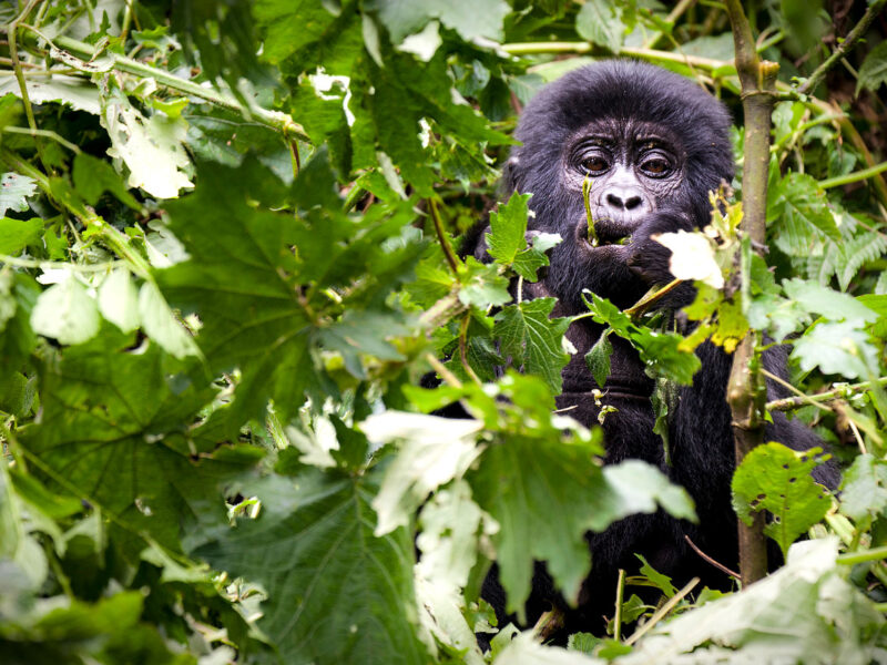 Rwanda Gorilla Trekking & Culture Safari — safari photograph