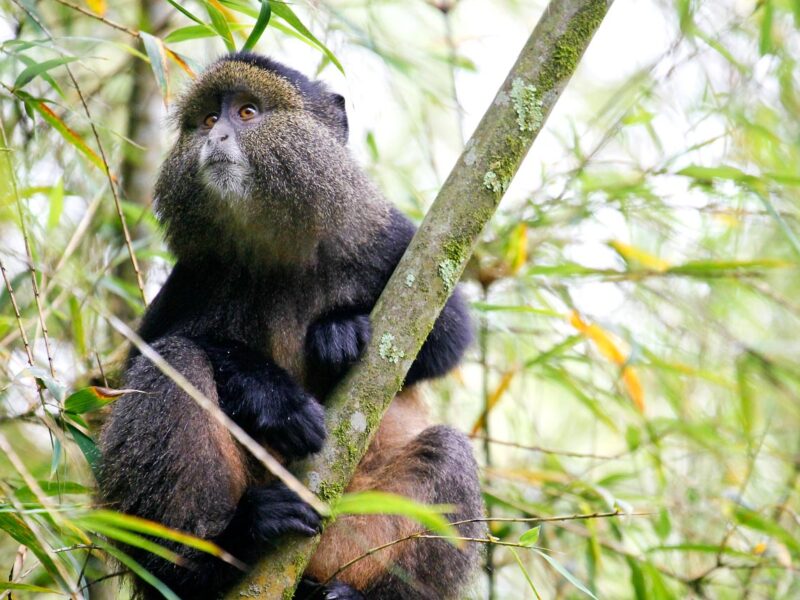 Rwanda Gorilla Trekking & Culture Safari — safari photograph