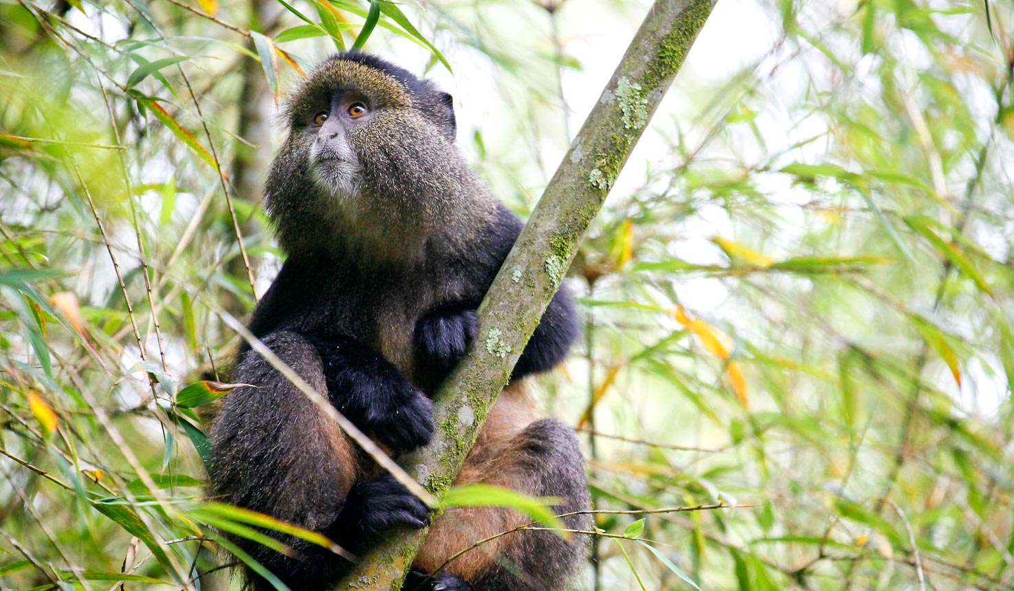 Rwanda Gorilla Trekking & Culture Safari