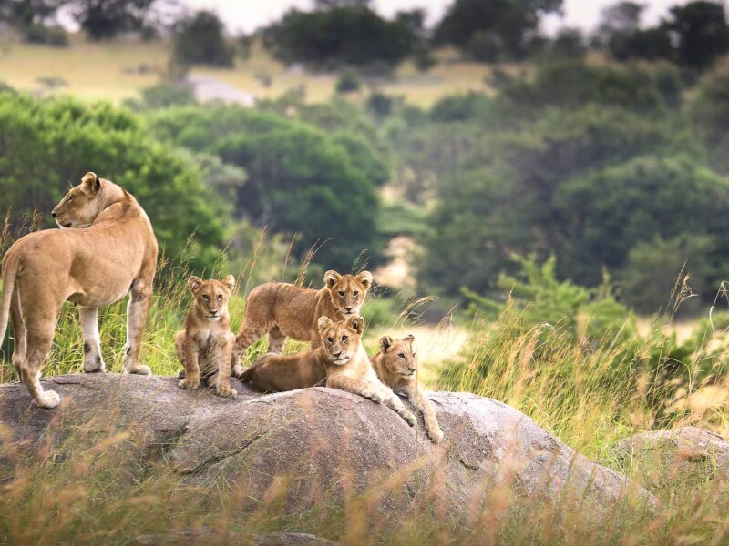 The Grand Tanzania Safari