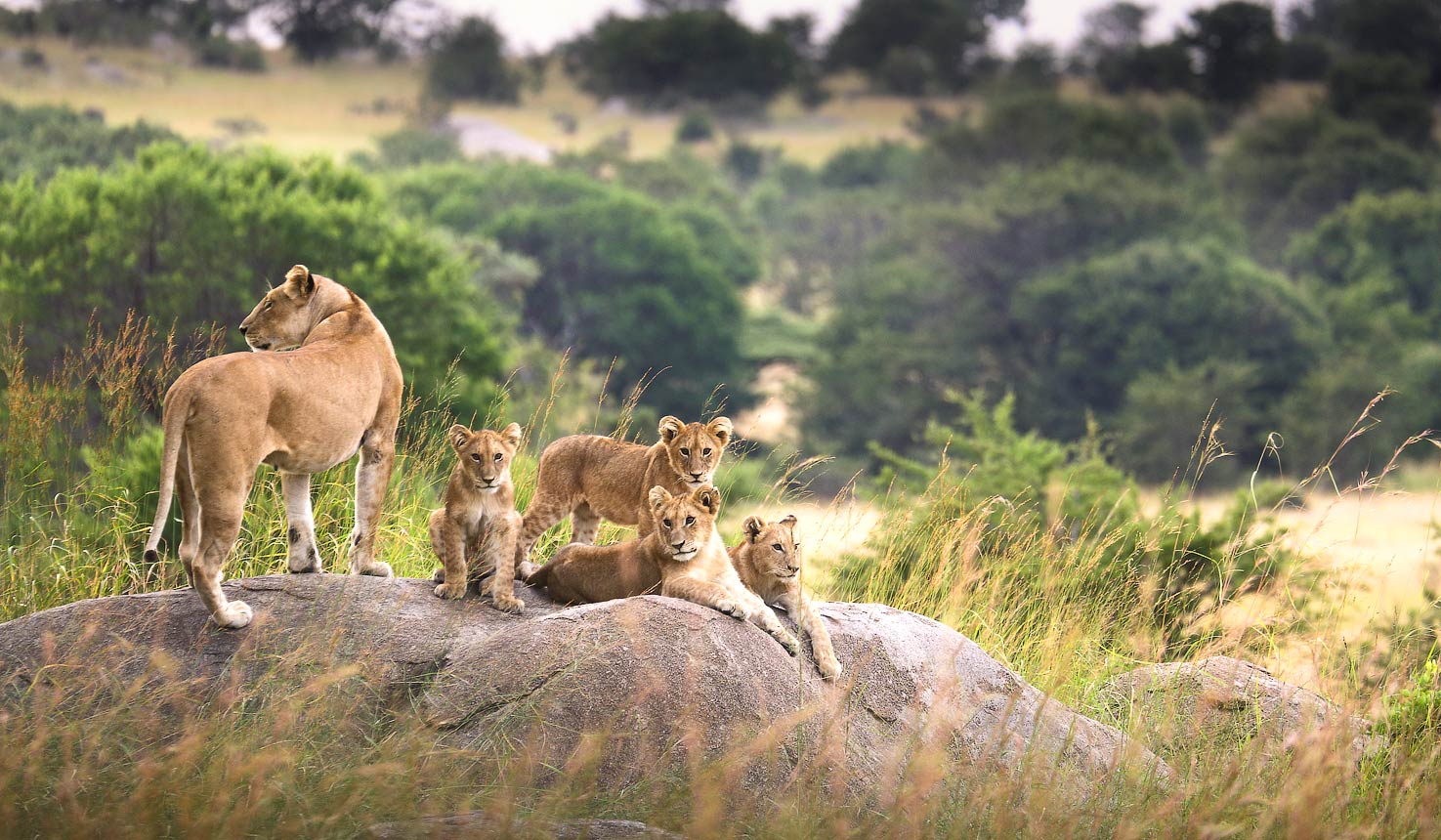The Grand Tanzania Safari
