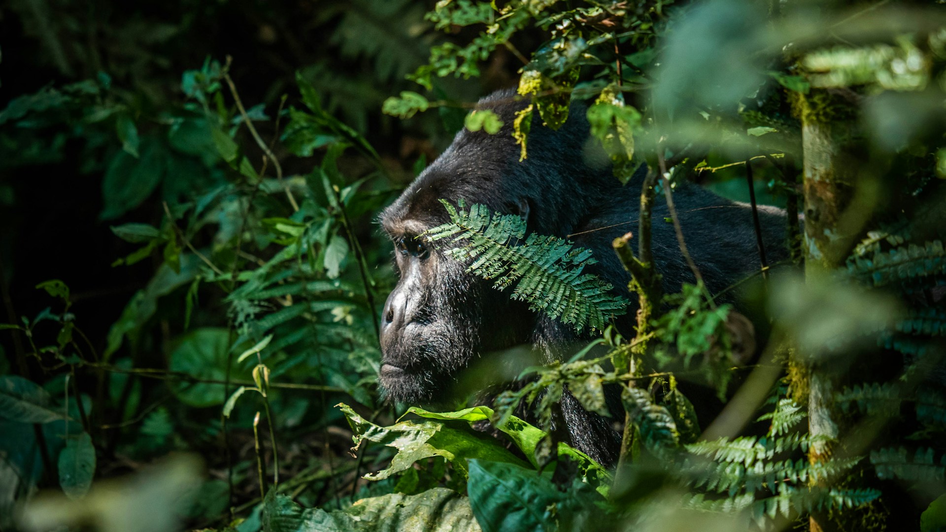 Rwanda safari landscape