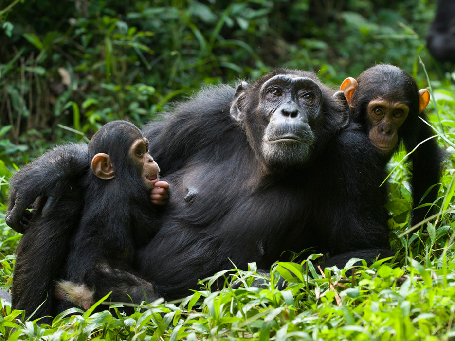 Gorilla Trekking, Volcanoes National Park