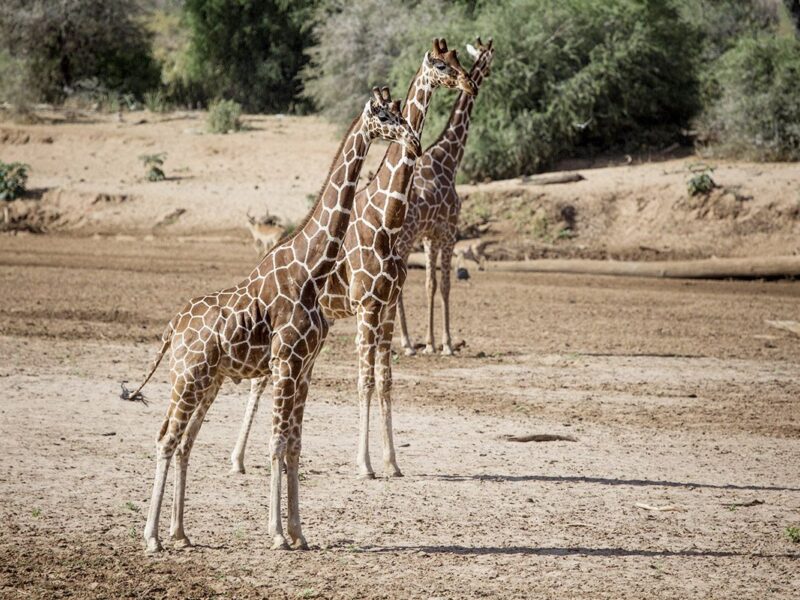 The Grand Kenya Safari — safari photograph
