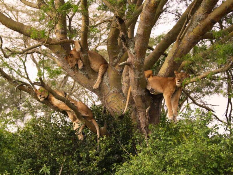 The Classic 7-day Tanzania Safari — safari photograph