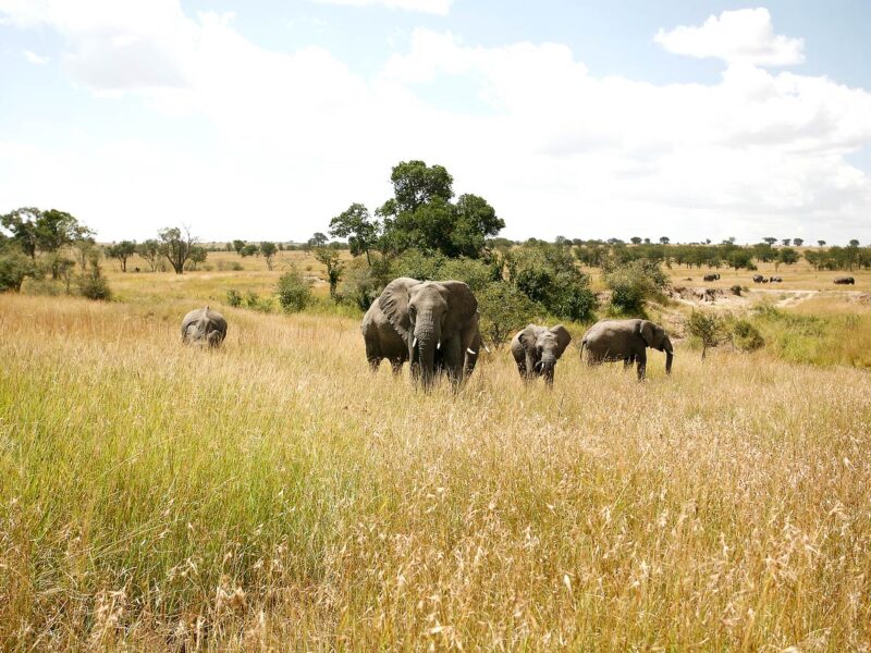 The Classic 7-day Tanzania Safari