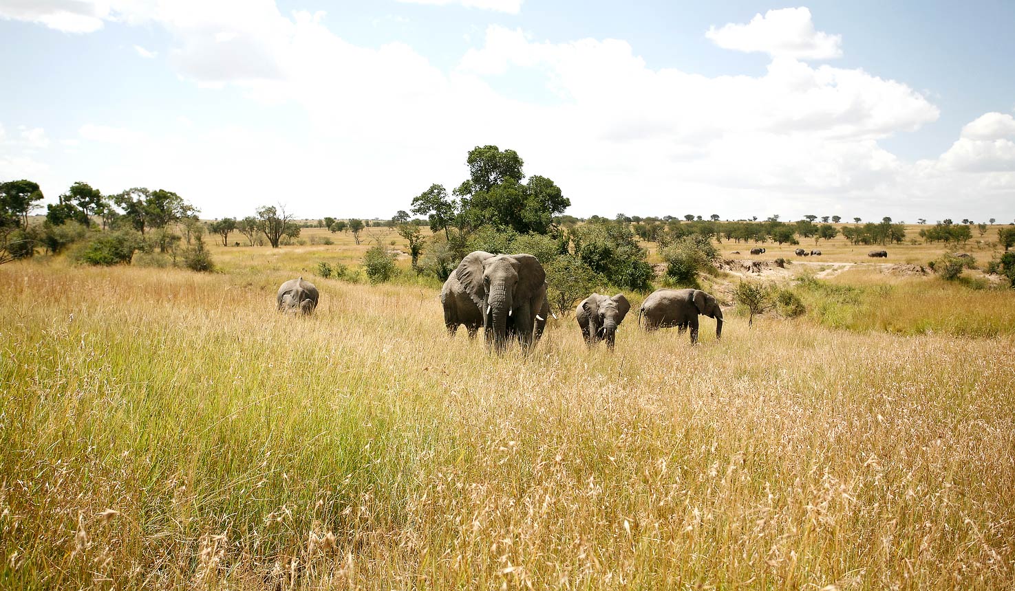 The Classic 7-day Tanzania Safari
