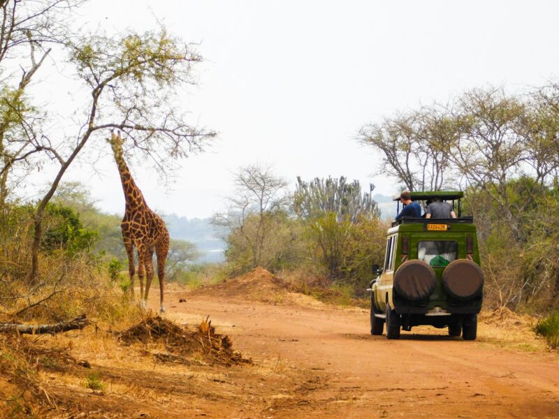 Safari Land Cruiser — photograph