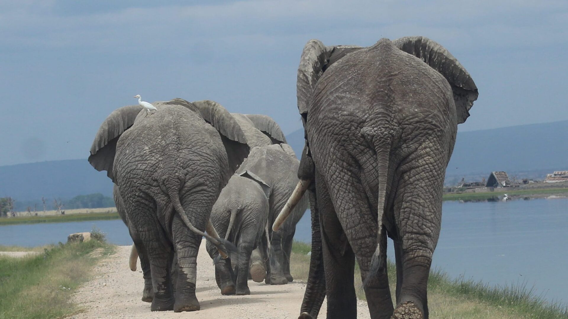 15-Day Kenya Safari and Beach