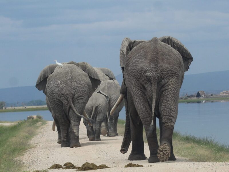 15-Day Kenya Safari and Beach