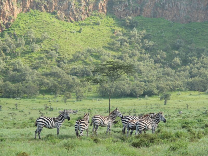 2-Day Lake Naivasha Safari