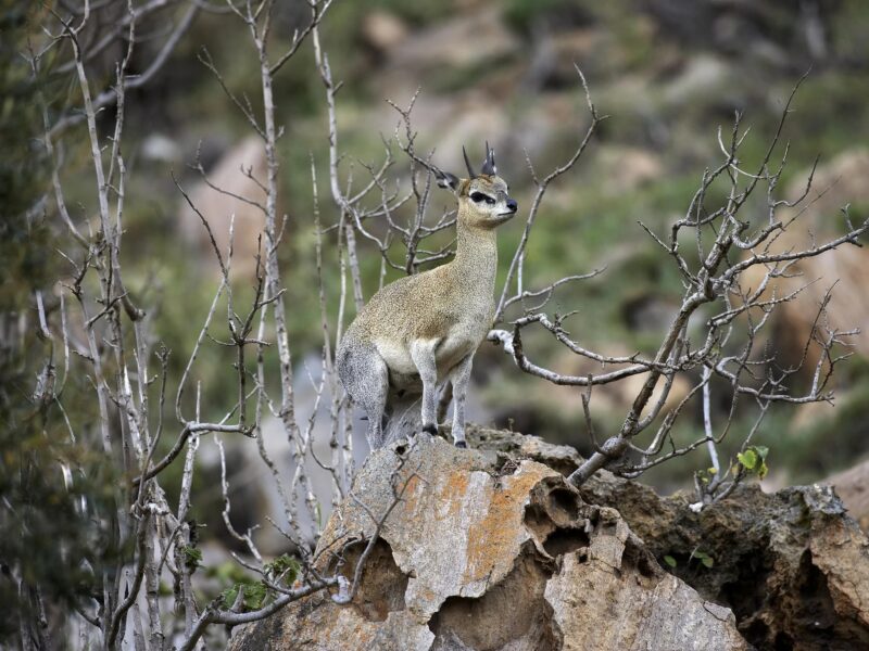 2-Day Lake Naivasha Safari — safari photograph