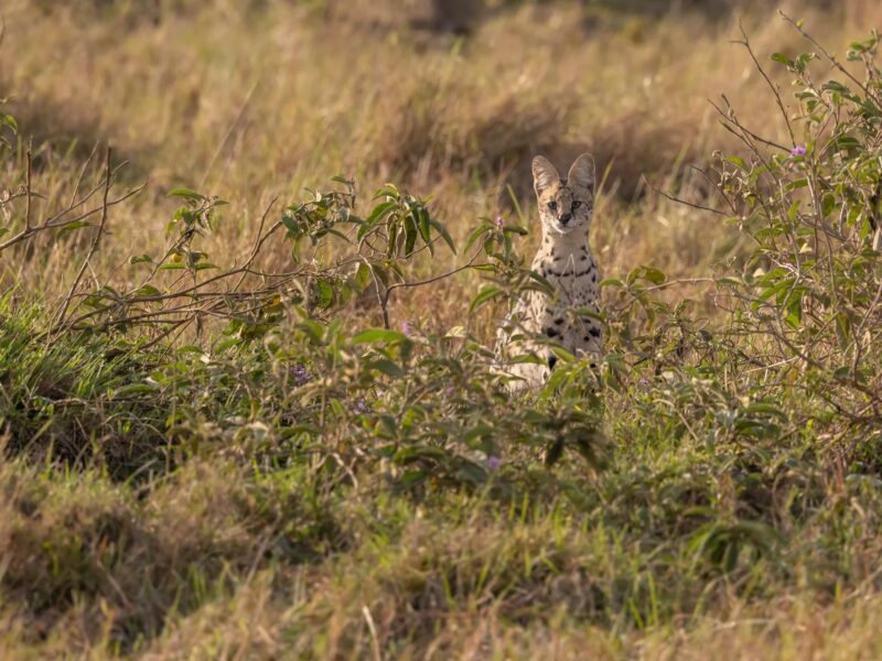 2-Day Lake Naivasha Safari — safari photograph