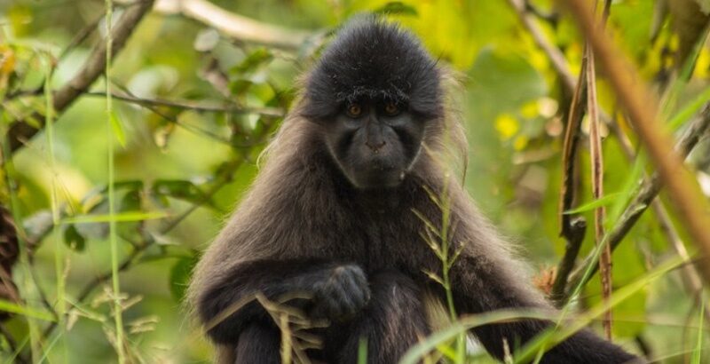 Rwanda Gorilla Trekking & Culture Safari — safari photograph