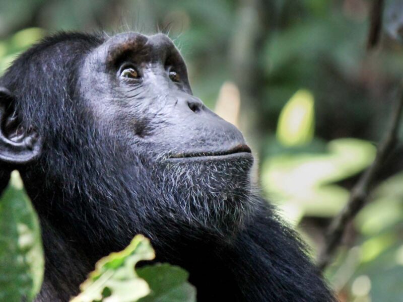 Rwanda Gorilla Trekking & Culture Safari — safari photograph