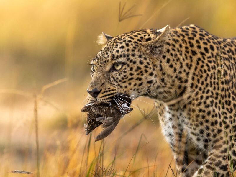 The Essence of Kenya — A 7-Day Luxury Safari