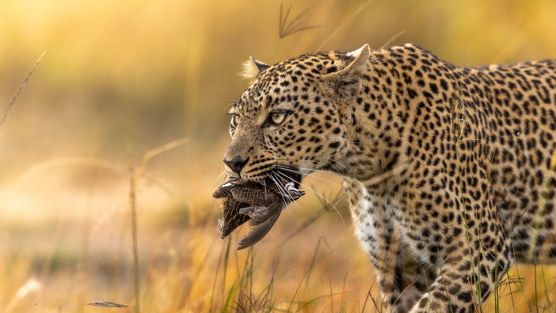The Essence of Kenya — A 7-Day Luxury Safari
