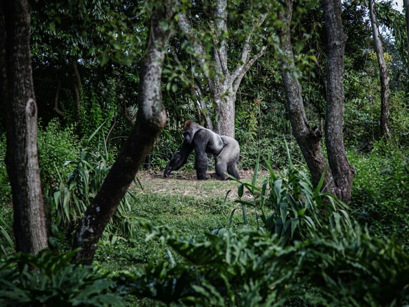 Rwanda Gorilla Trekking & Culture Safari — safari photograph