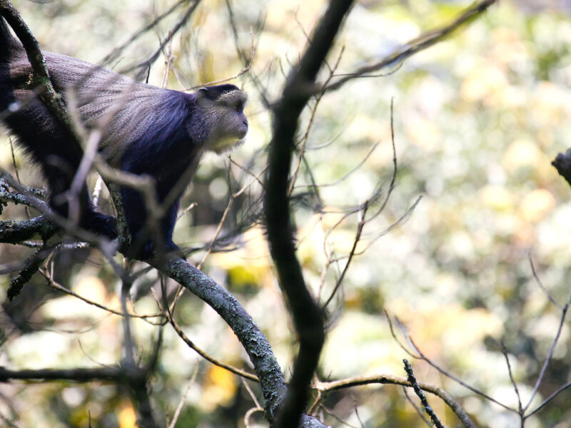 Rwanda Honeymoon Safari — safari photograph