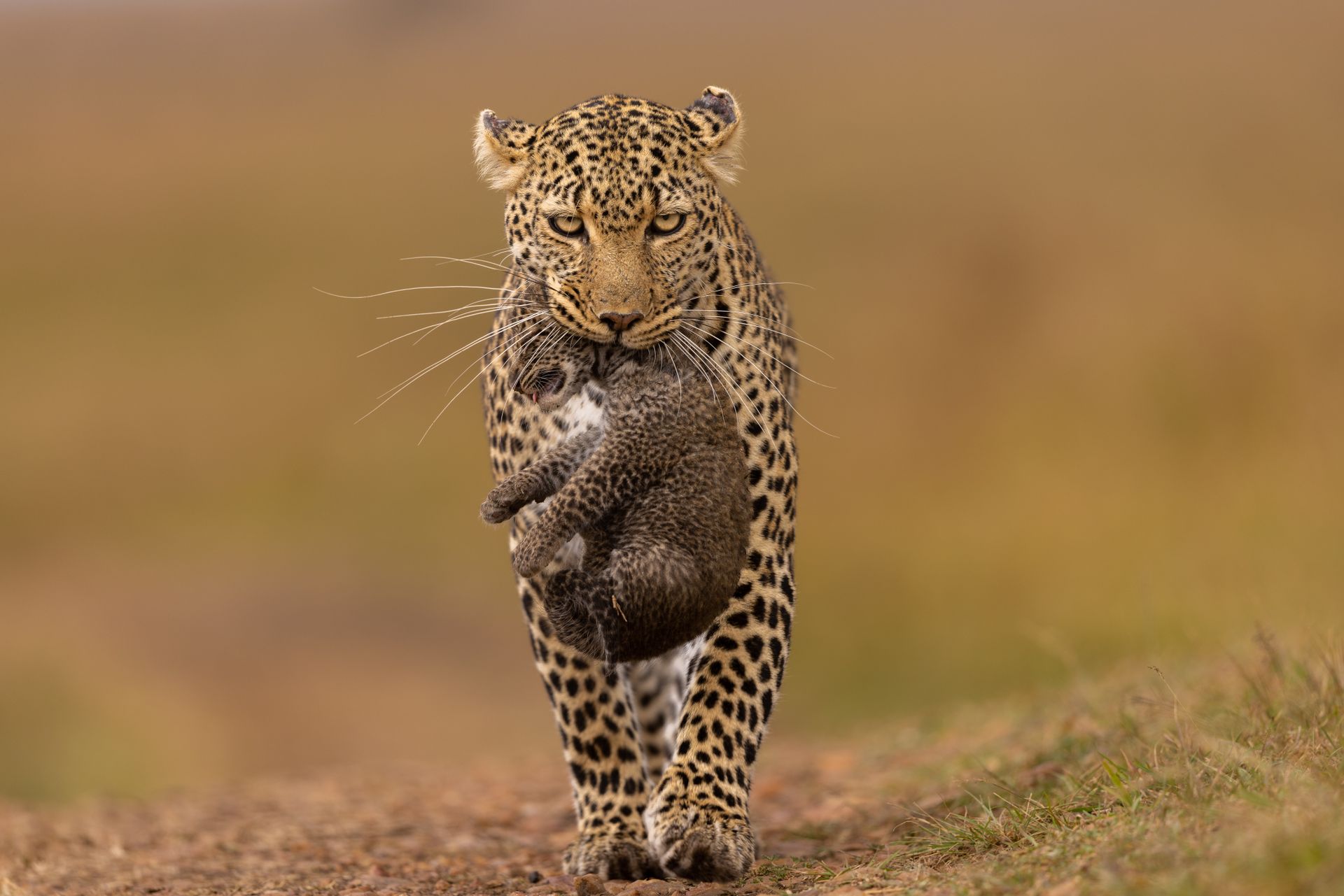 Kenya safari landscape