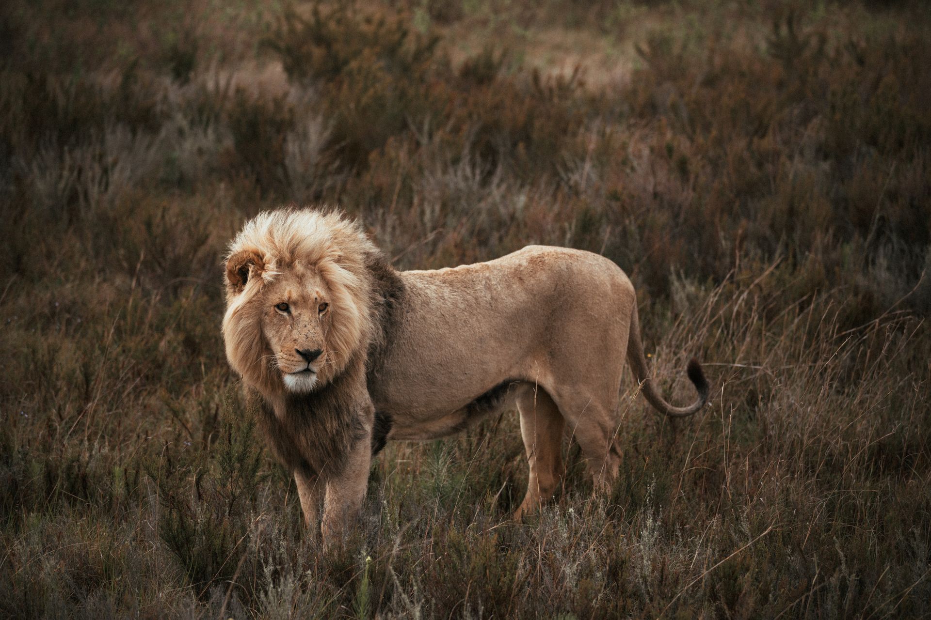 Tanzania safari landscape