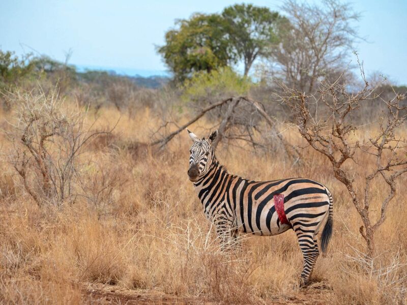The Grand Kenya Safari — safari photograph